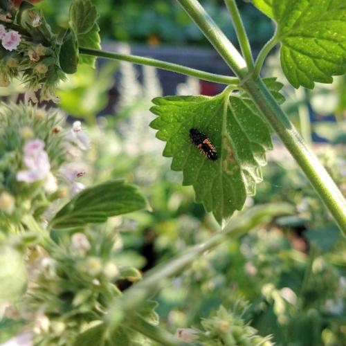 A Ladybeetle larvae eats garden pests like aphids. 