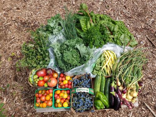 Excess produce is donated to Sandy Hill Community Center. This August harvest includes kale, chard, onions, beans, tomatoes, grapes, cucumber, eggplant, and herbs!
