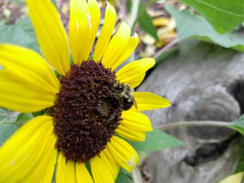 We plant flowers to support bees and other pollinators.