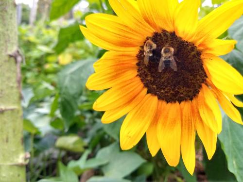 Sunflower keep the bees happy!