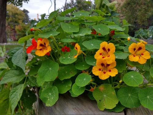 Nasturtiums are delicious edible flowers.