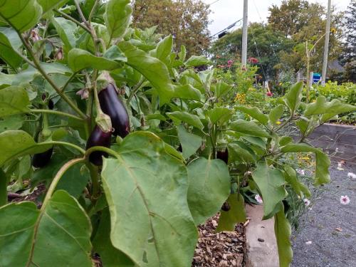 Eggplants