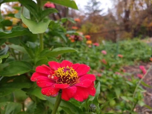 Zinnias support pollinators in the garden.